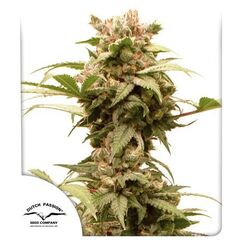 Auto CBG-Force, Фасовка: 1